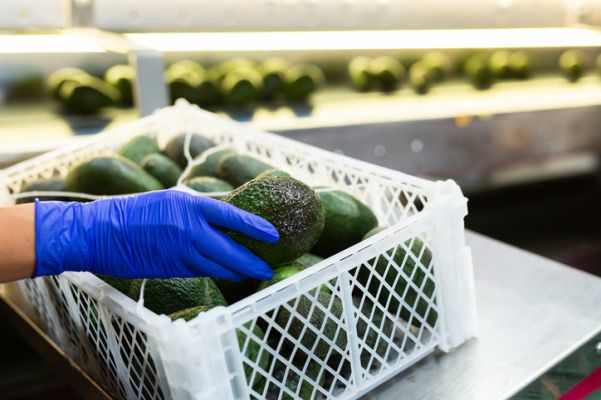 August-2025-Box-of-Avocadoes