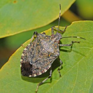 June-Brown-Marmorated-Stink-Bug-resized-again