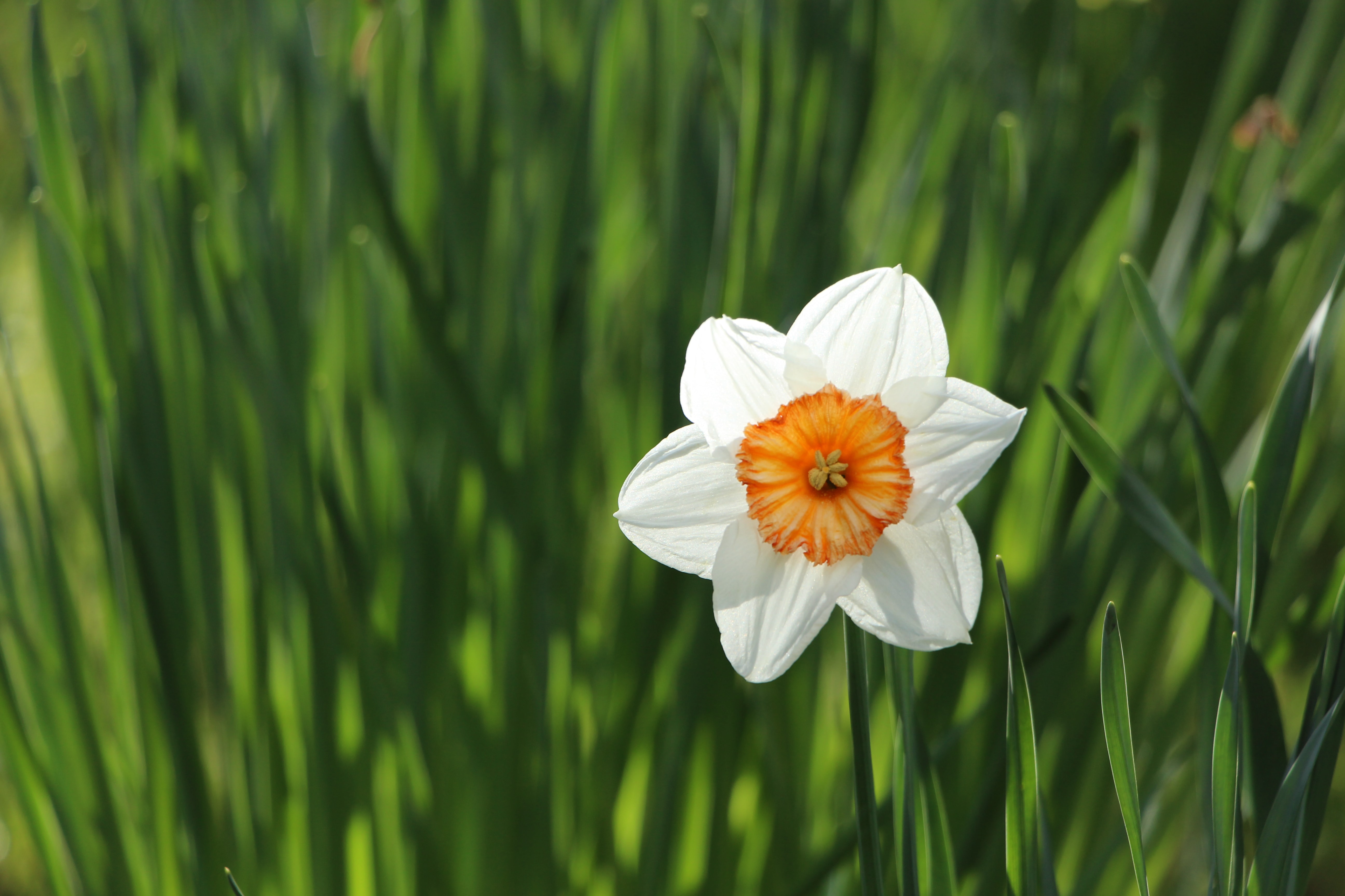 Spring Spring